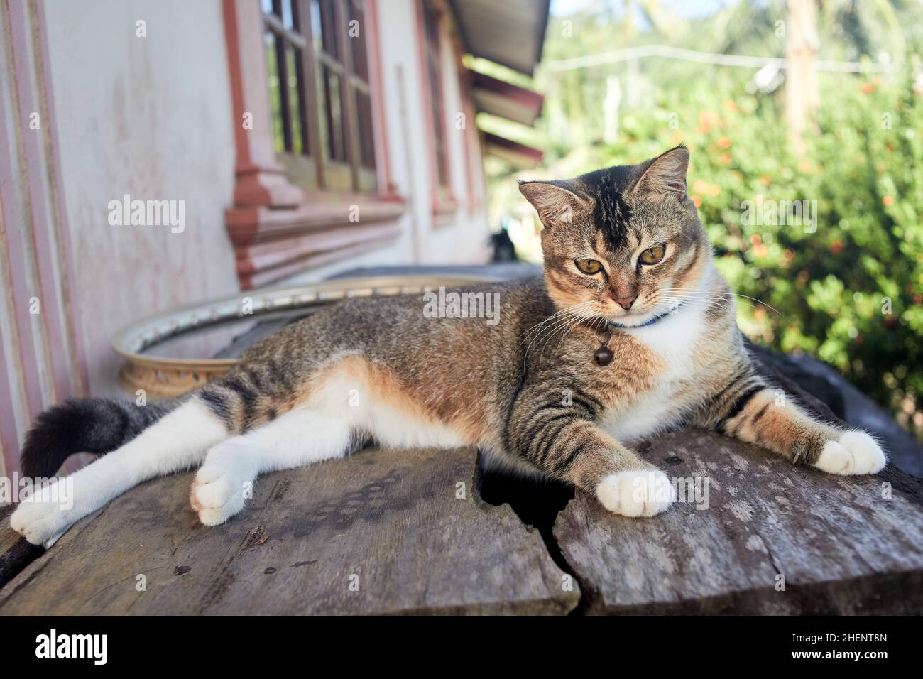 Graue tabby Katze entspannen auf Holzschreibtisch im Wohnbereich Stockfoto