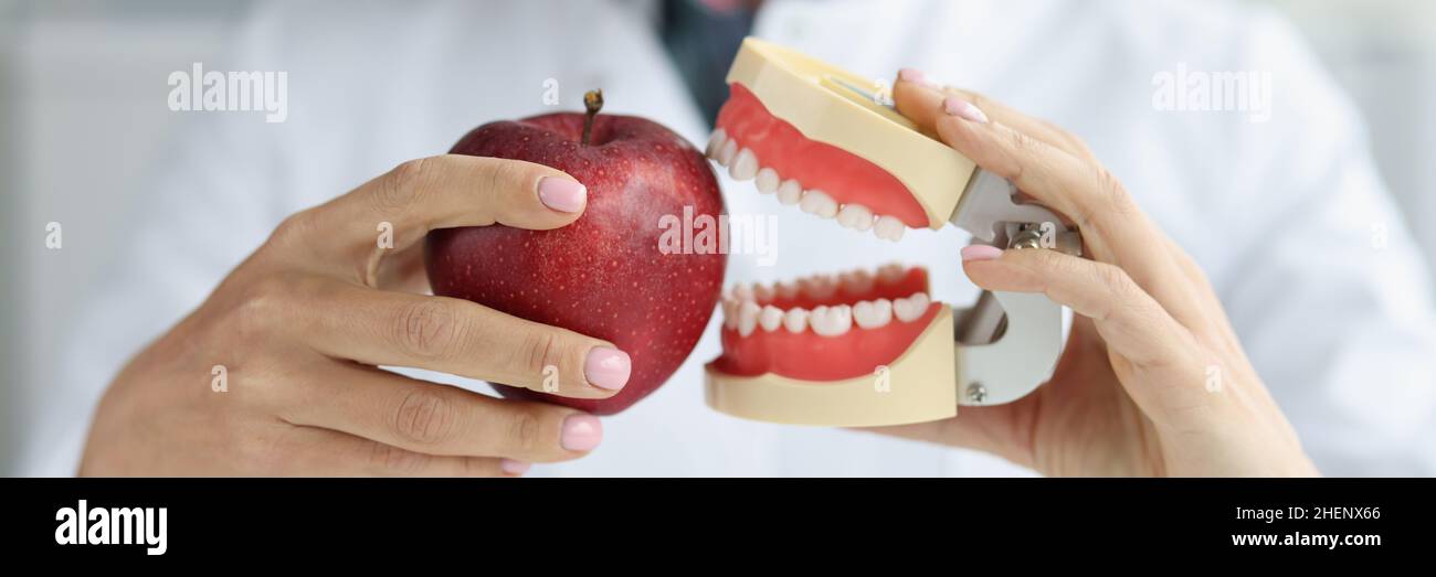 Zahnarzt Arzt hält künstlichen Kiefer und Apfel Nahaufnahme Stockfoto