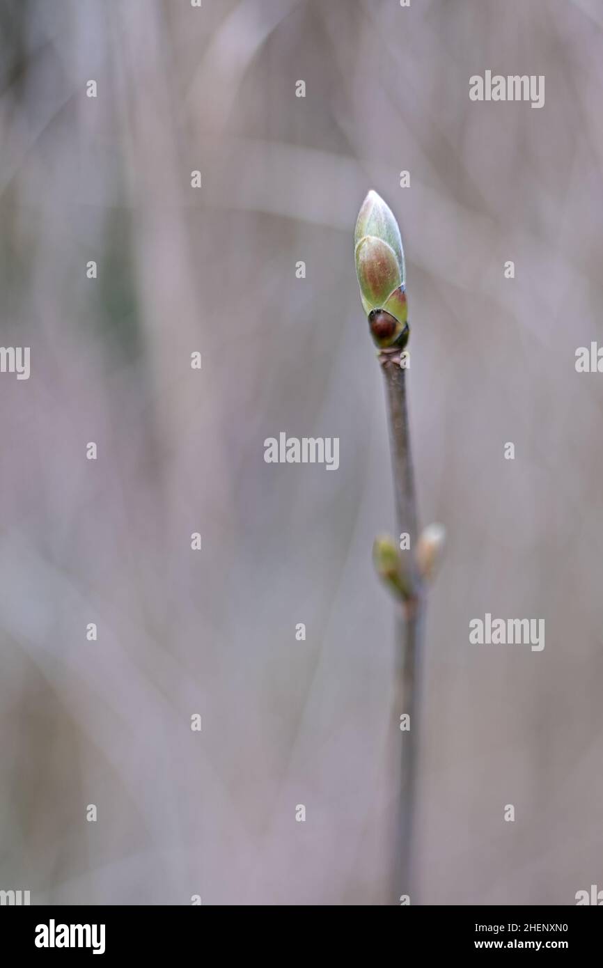 Einzelne Baumknospe vor verschwommenem Hintergrund Stockfoto