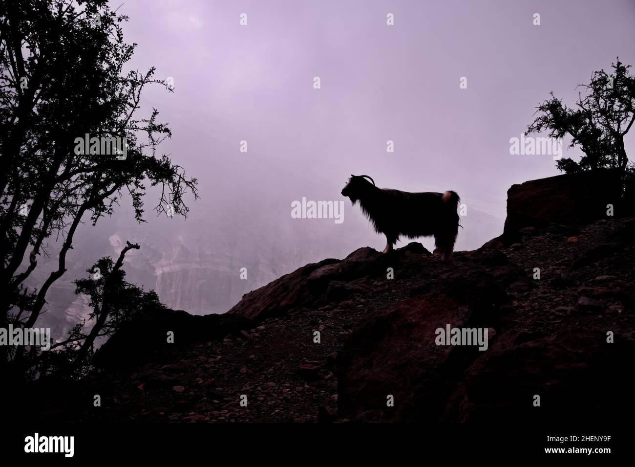 Silhouette der Ziege, die am Rand des Canyons steht Stockfoto