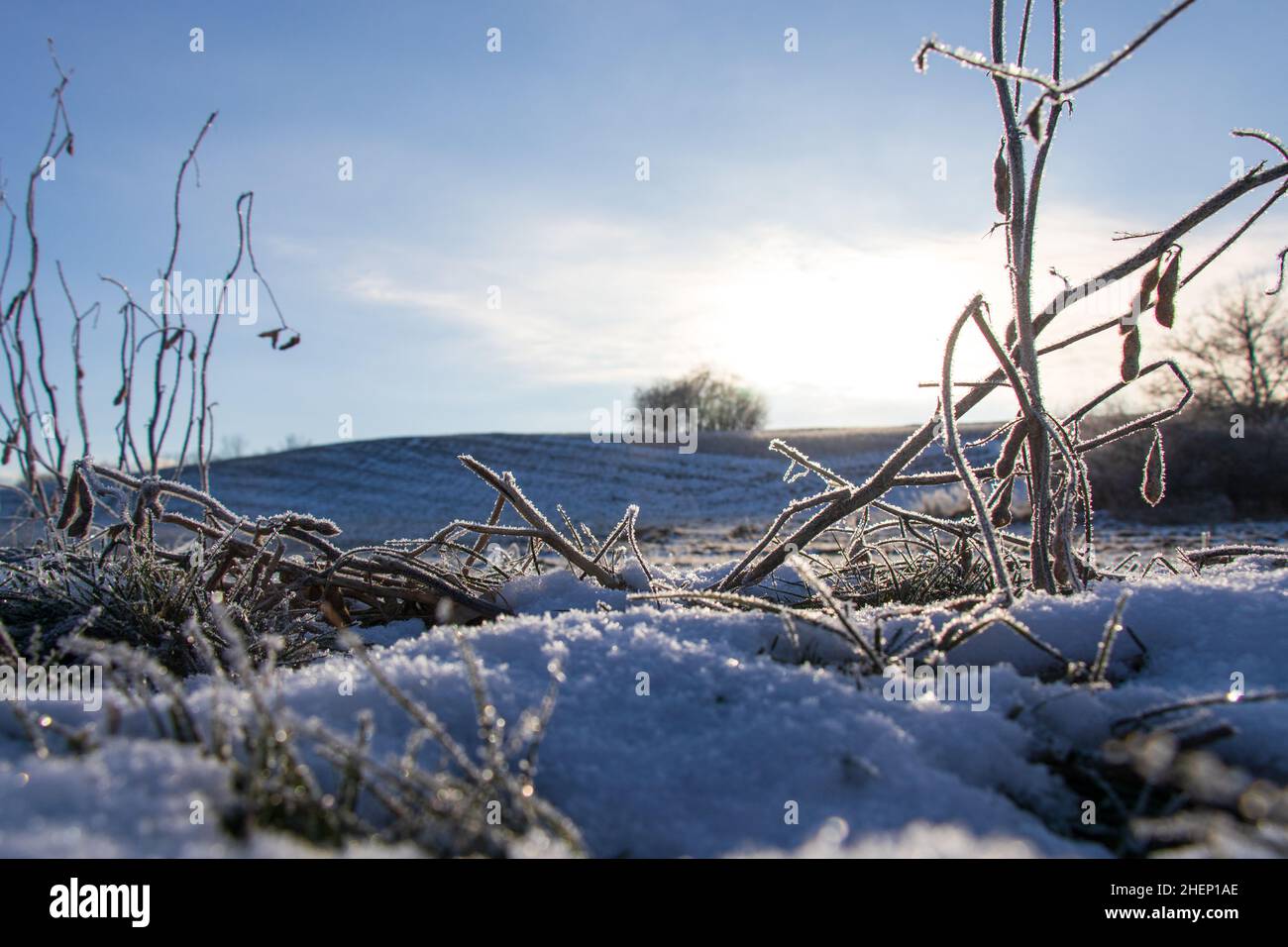 Die Sonne scheint durch eine mattierte Sojabohnenpflanze auf einem schneebedeckten Bauernfeld. Stockfoto