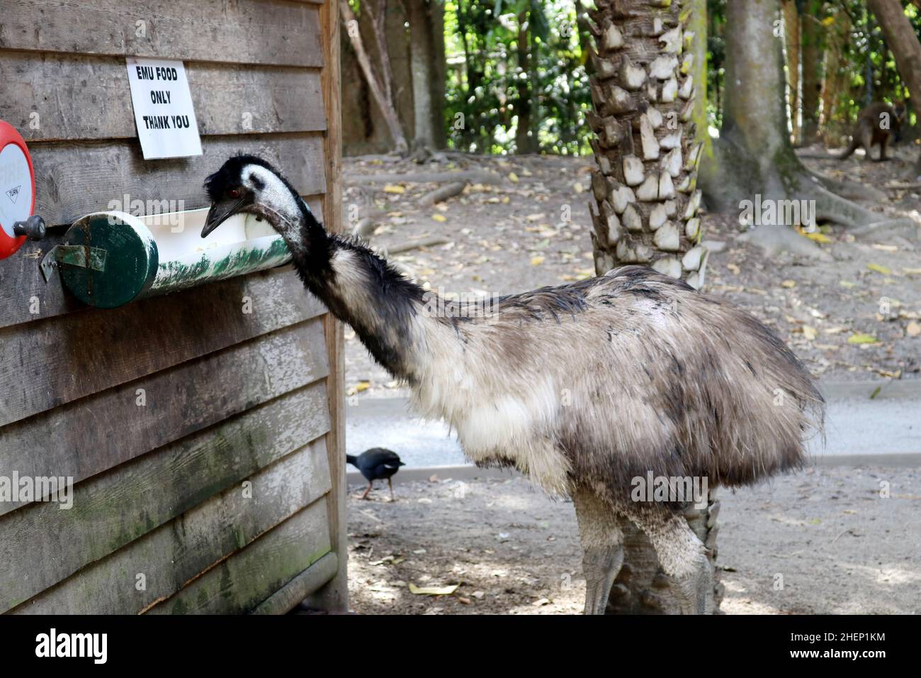 Emu (Dromaius novaehollandiae) im Zoo auf Nahrungssuche : (pix SShukla) Stockfoto