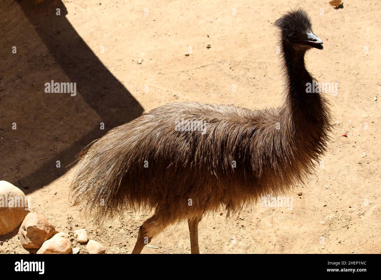 Emu (Dromaius novaehollandiae) im Zoo auf Nahrungssuche : (pix SShukla) Stockfoto