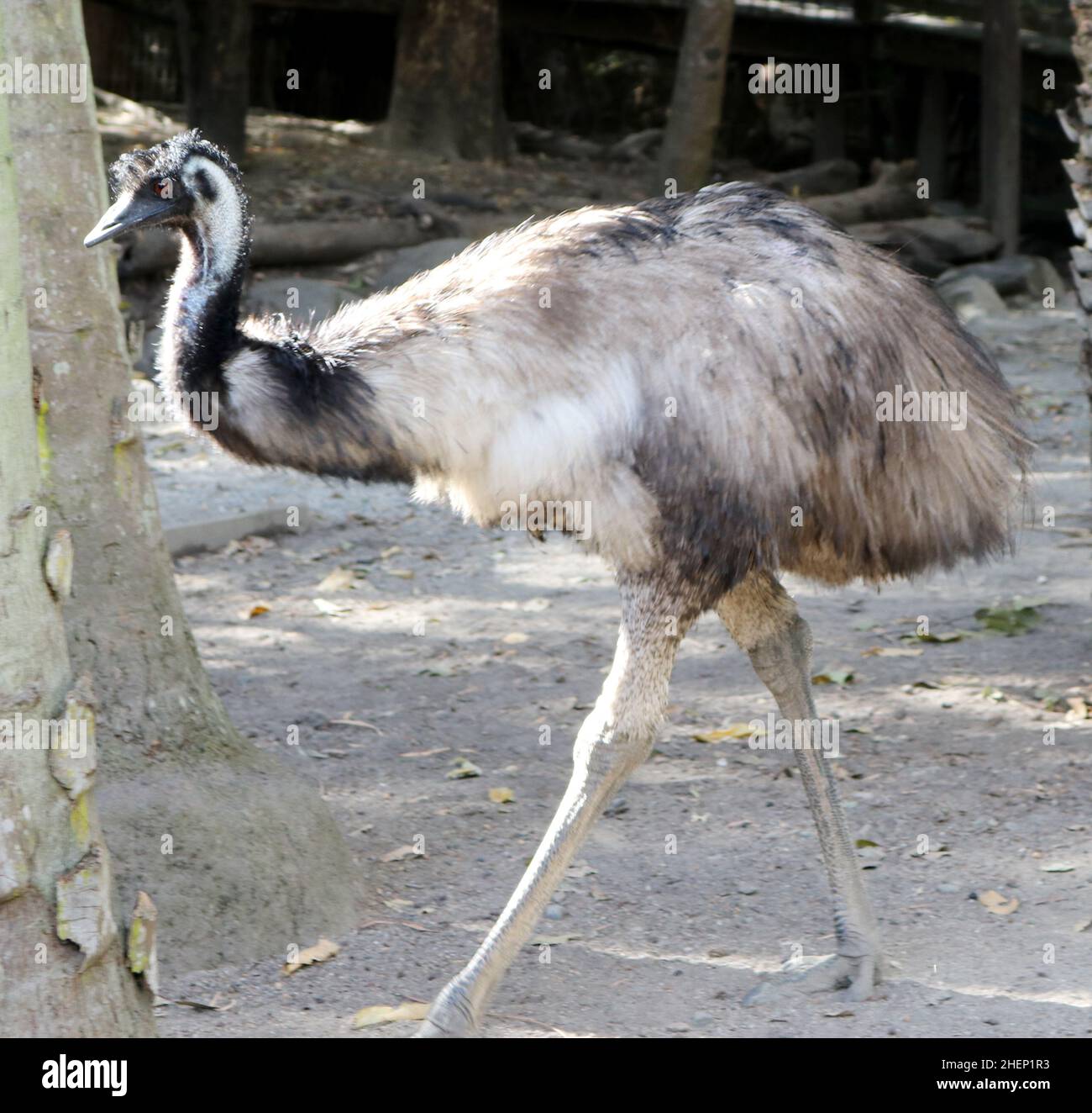 Emu (Dromaius novaehollandiae) im Zoo auf Nahrungssuche : (pix SShukla) Stockfoto