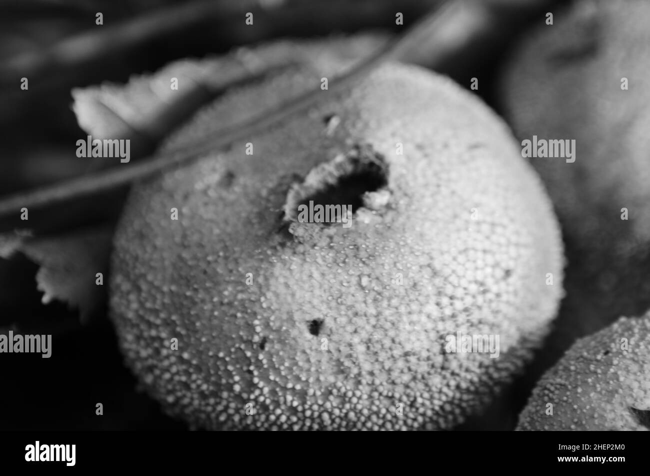 Wald. Pilze im Wald. Zehenhocker. Gefährliche Pilze Stockfoto