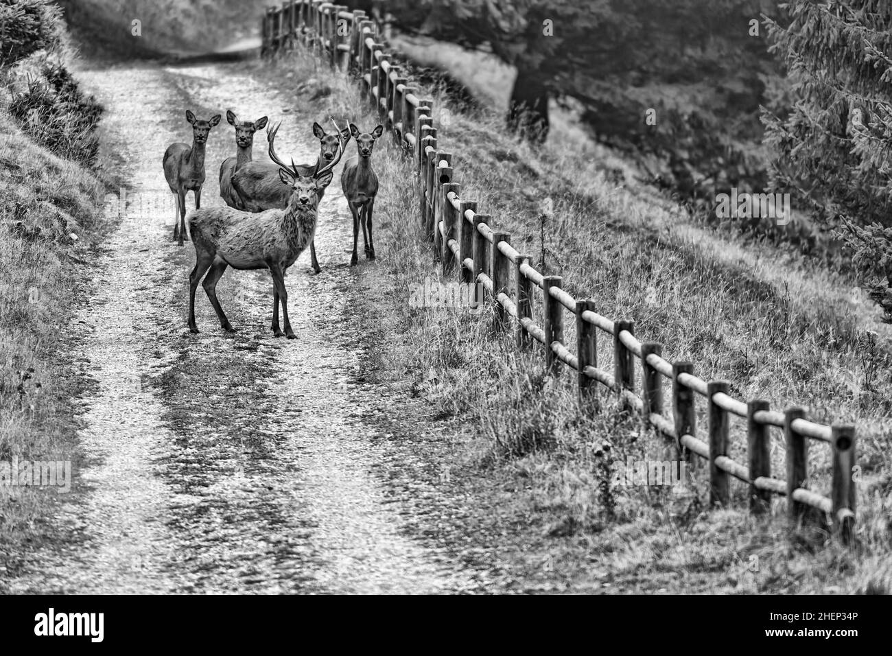 Hirschherde auf dem Bergweg (Cervus elaphus) Stockfoto