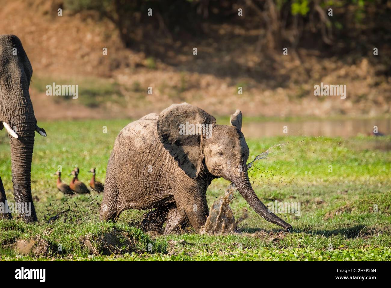 Das Elefantenkalb (Loxodonta africana) spritzt Wasser in Feuchtgebieten. Die Ohren spreizen sich, geht von links nach rechts. Der Untere Sambesi-Nationalpark, Sambia Stockfoto
