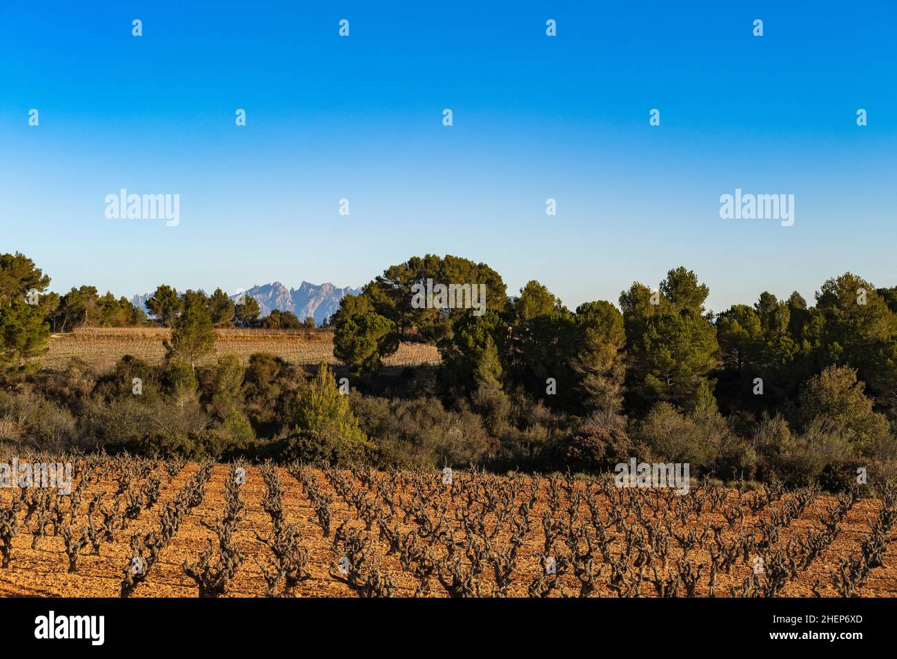 Weinberge im Spätherbst in der Weinregion Penedes, wo Cava produziert wird Stockfoto