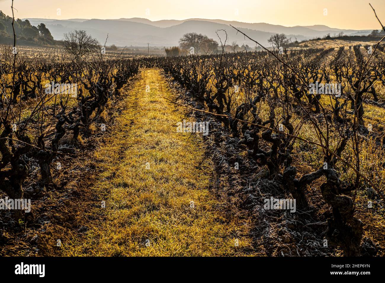 Weinberge im Spätherbst in der Weinregion Penedes, wo Cava produziert wird Stockfoto