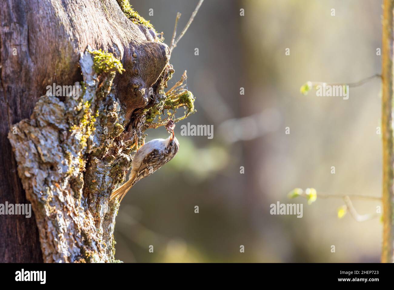 Baumrepeper auf einem Baumstamm im Sonnenlicht Stockfoto