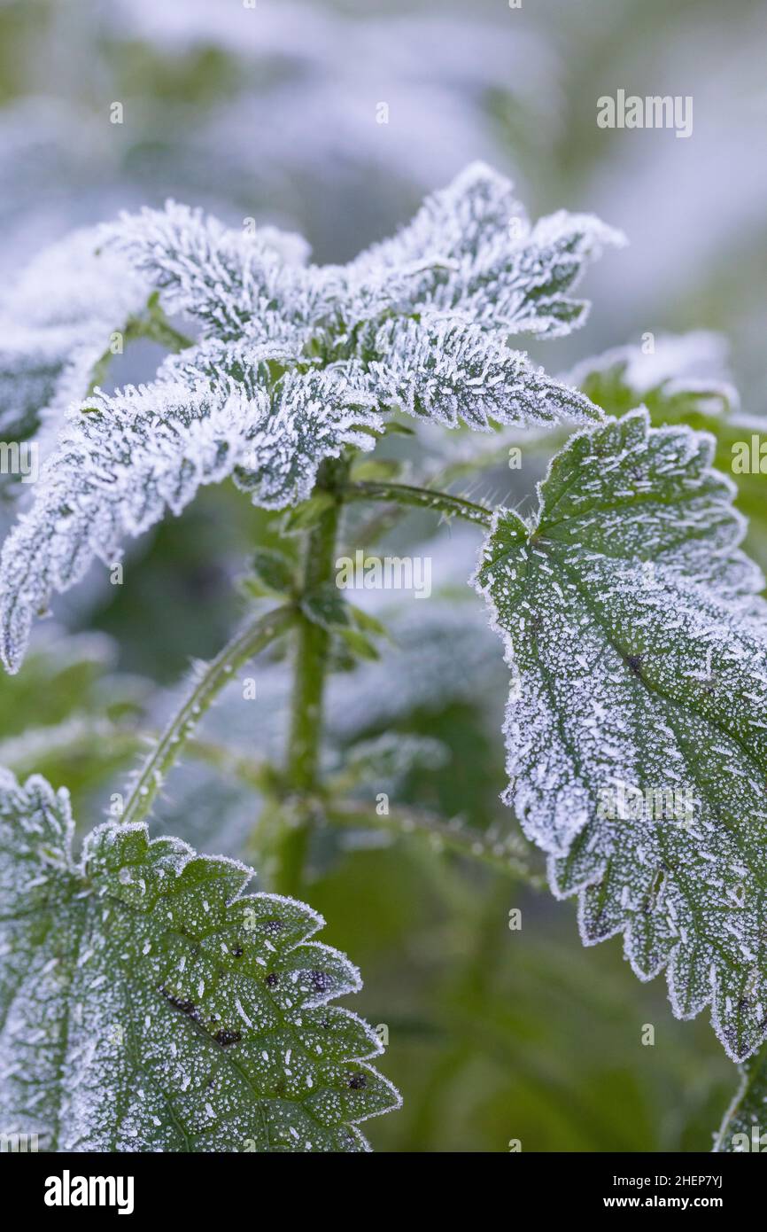 Brennnessel, Brennnessel, Große Brennessel, Urtica dioica, Brennnessel, Brennnessel, Nessel, Nesselblatt, La Grande ortie, ortie dioïque, ortie Stockfoto