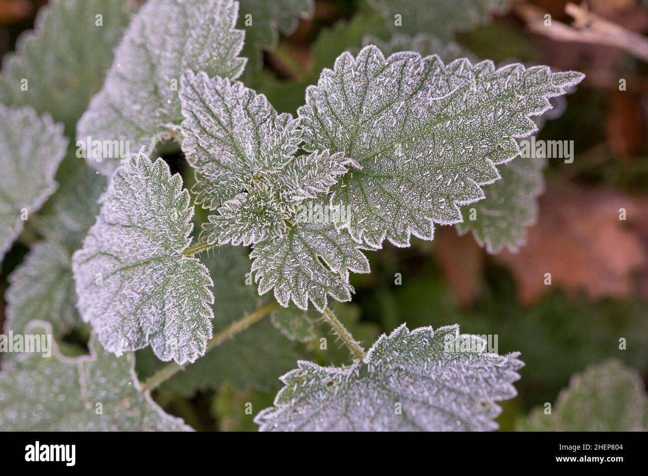 Brennnessel, Brennnessel, Große Brennessel, Urtica dioica, Brennnessel, Brennnessel, Nessel, Nesselblatt, La Grande ortie, ortie dioïque, ortie Stockfoto