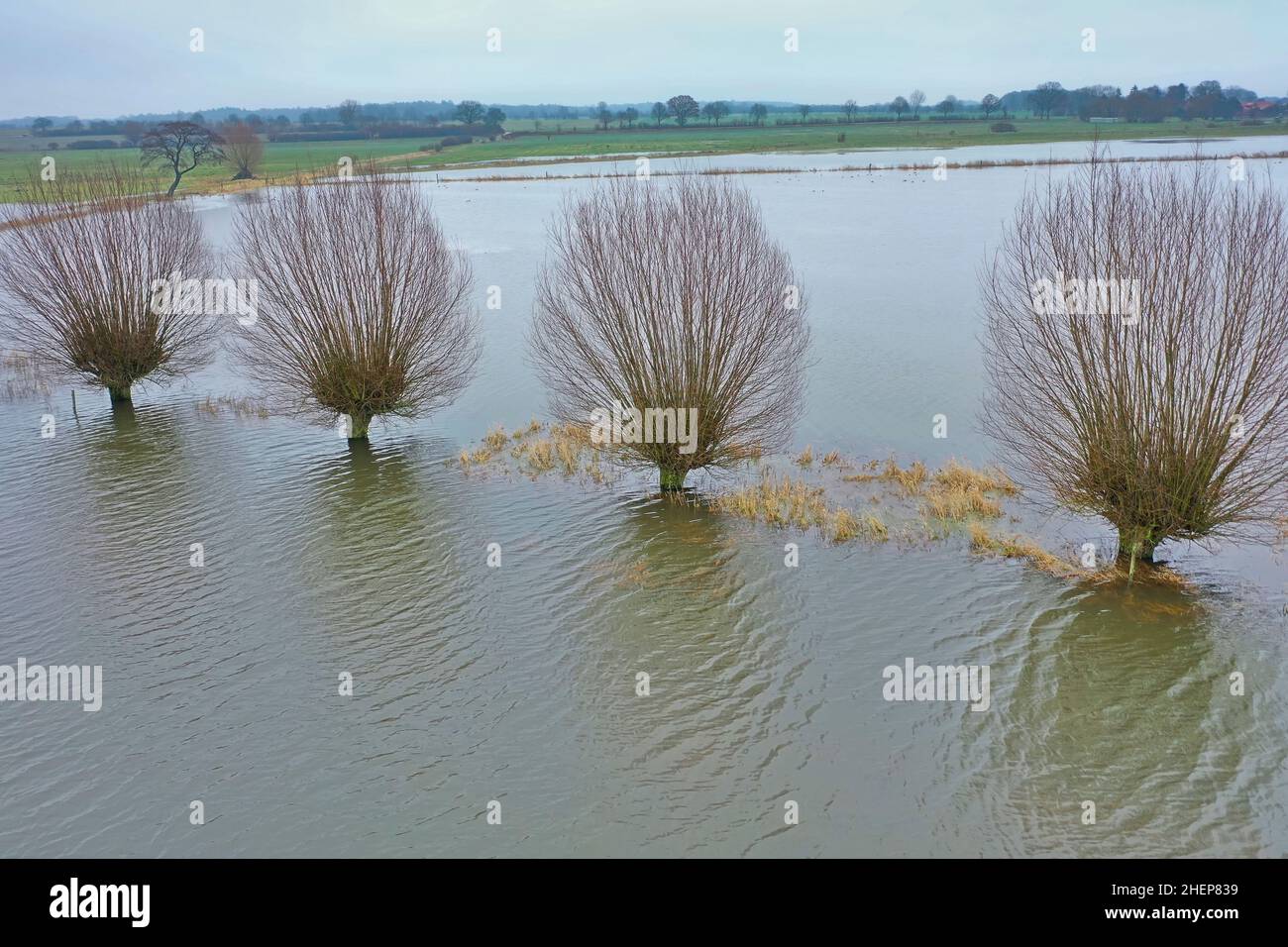 Kopfweide, Kopfweiden im Duvenseer Moor bei Hochwasser im Januar 2022, Duvensee, Duvenseeniederung, Feuchtgebiet, Kreis Herzogtum-Lauenburg, Schleswi Stockfoto