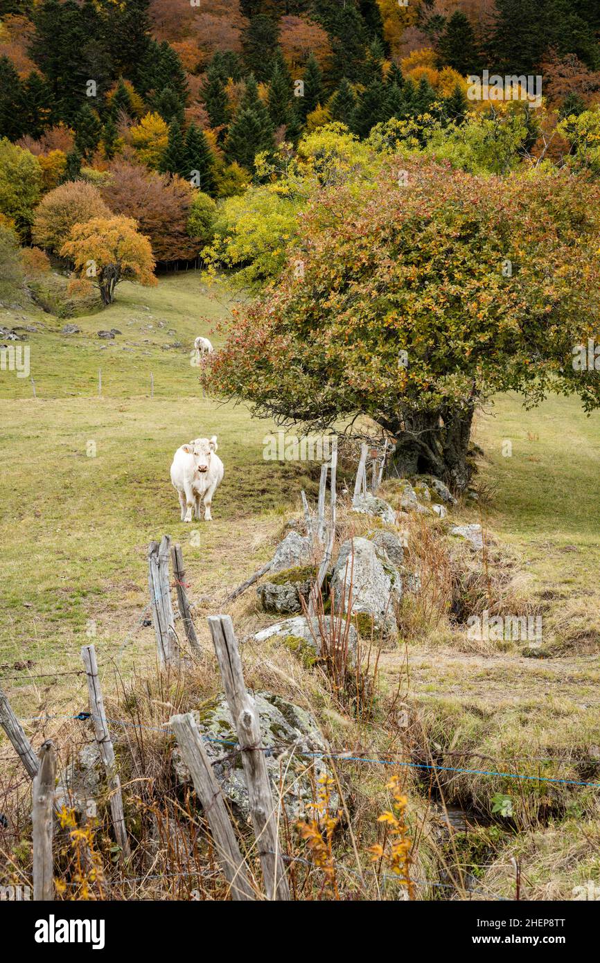 Weiße Kühe grasen auf einem Feld mit einer Steinmauer und Wald Stockfoto