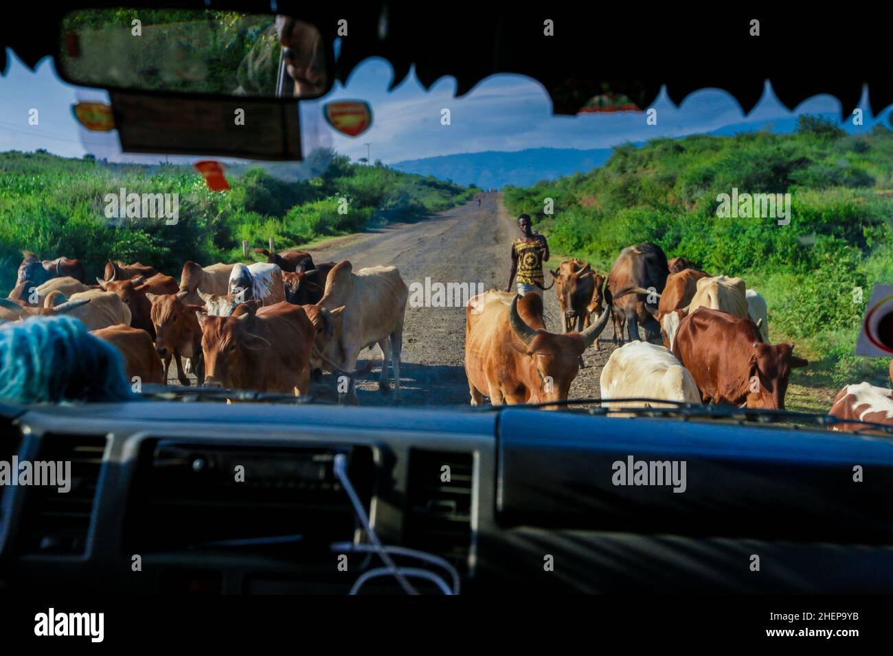 Schäferhund und Kühe auf der Green Grass African Road. Er geht dorthin, wo das grüne Gras wächst, um Futter für Kühe zu finden. Stockfoto