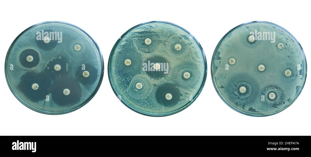 Entwicklung der Antibiotikaresistenz durch Diffusion mittels Suszeptibilitätstests Stockfoto