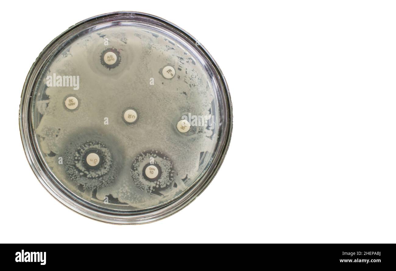 Antibiotikaresistenztest für Bakterien mit multiresistenter Wirkstoffresistenz auf Petrischale Stockfoto