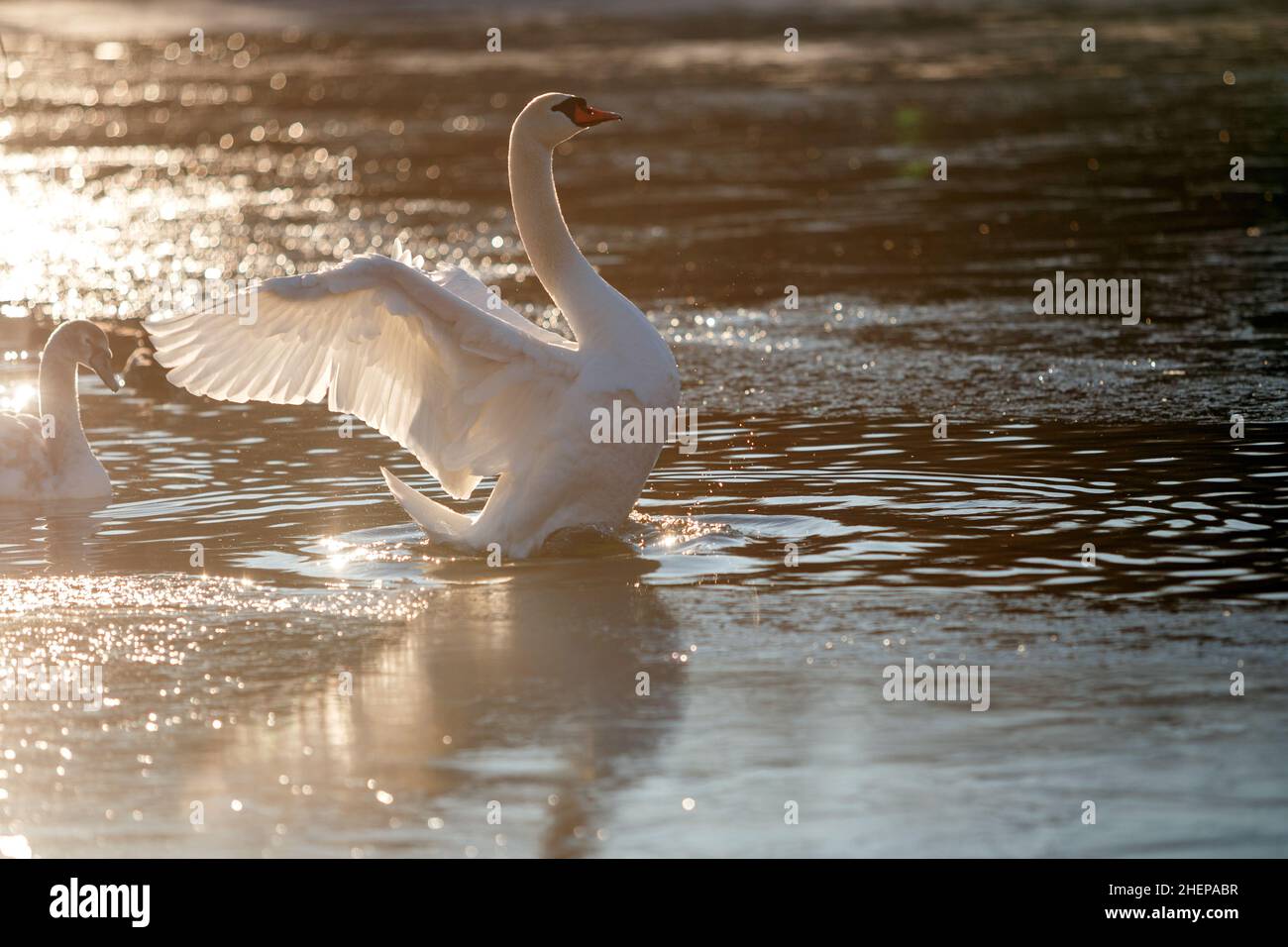 USCHHOROD, UKRAINE - 7. JANUAR 2022 - Ein Schwan schlägt seine Flügel im warmen Glanz der Sonne auf dem Kirpichka-See, Uschhorod, Region Zakarpattia, West-Ukra Stockfoto