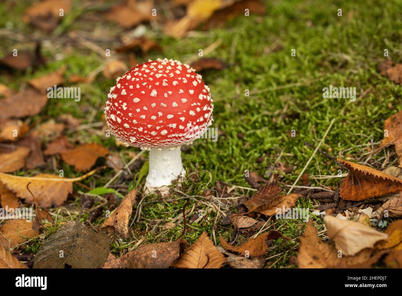 Nahaufnahme von Amanita Muscaria (Fly Agaric Mushroom), dem ikonischen Pilz, der auf dem Waldboden im Bowood House and Gardens, Wiltshire, Großbritannien wächst Stockfoto