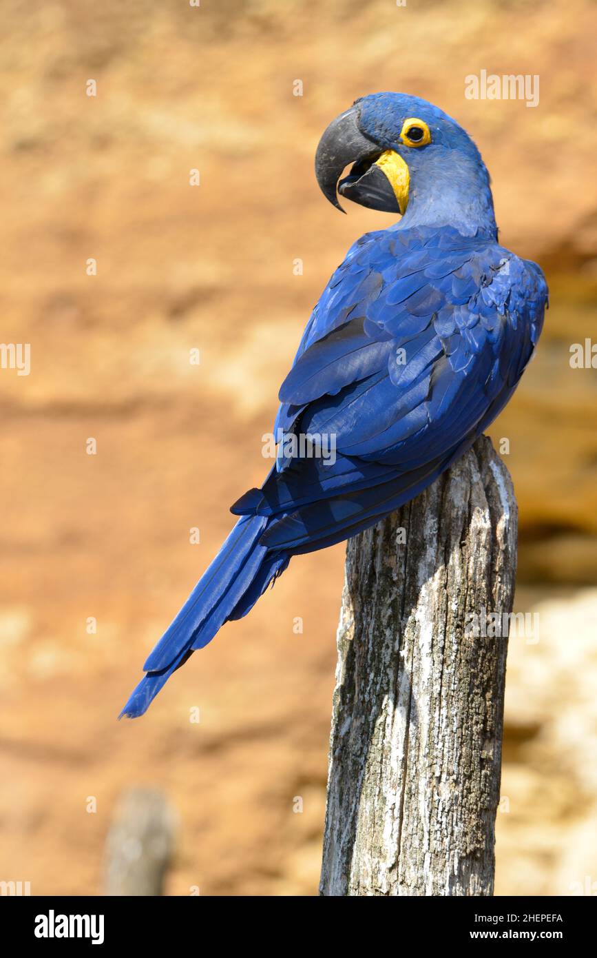 Nahaufnahme des blauen Hyazintharas (Anodorhynchus hyacinthus) und von hinten gesehen Stockfoto