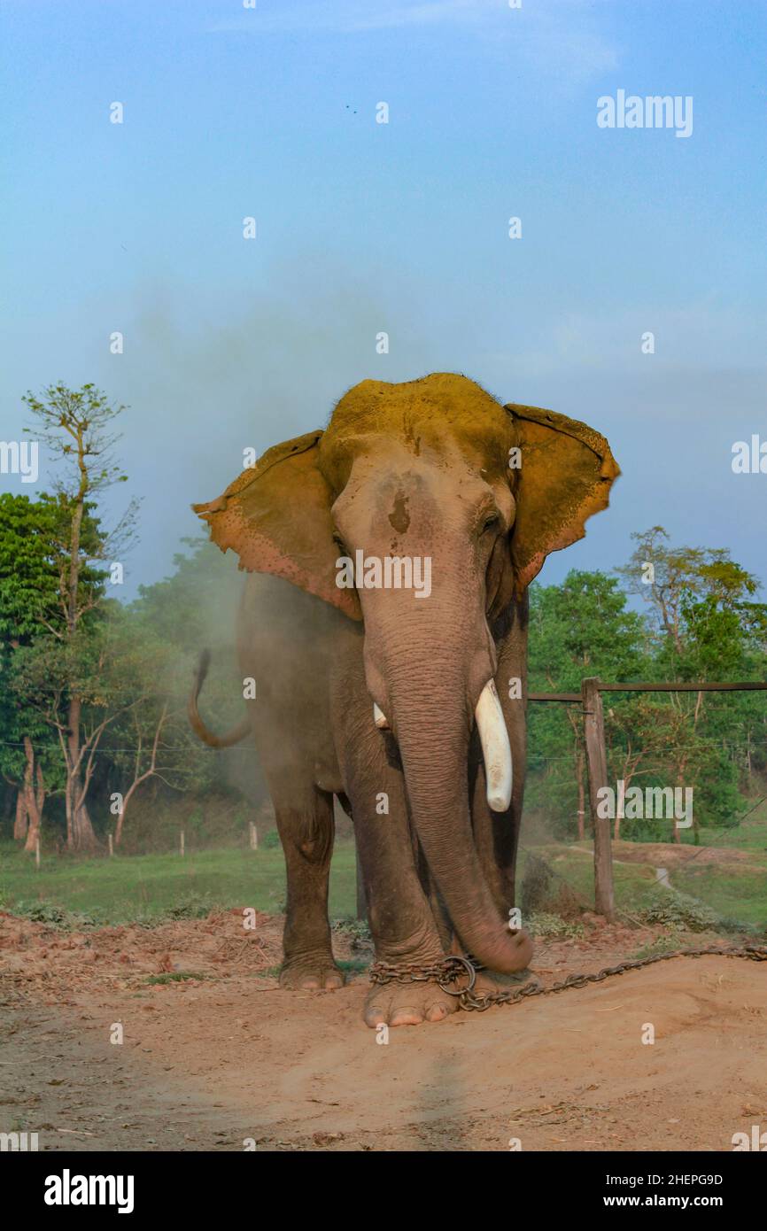 asiatischer Elefant im Zuchtzentrum im chitwan Nationalpark in Nepal Stockfoto