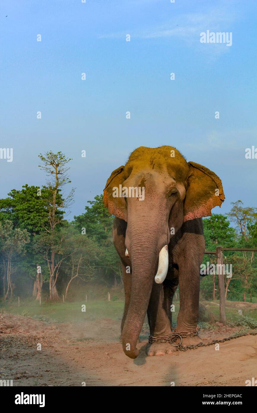 asiatischer Elefant im Zuchtzentrum im chitwan Nationalpark in Nepal Stockfoto