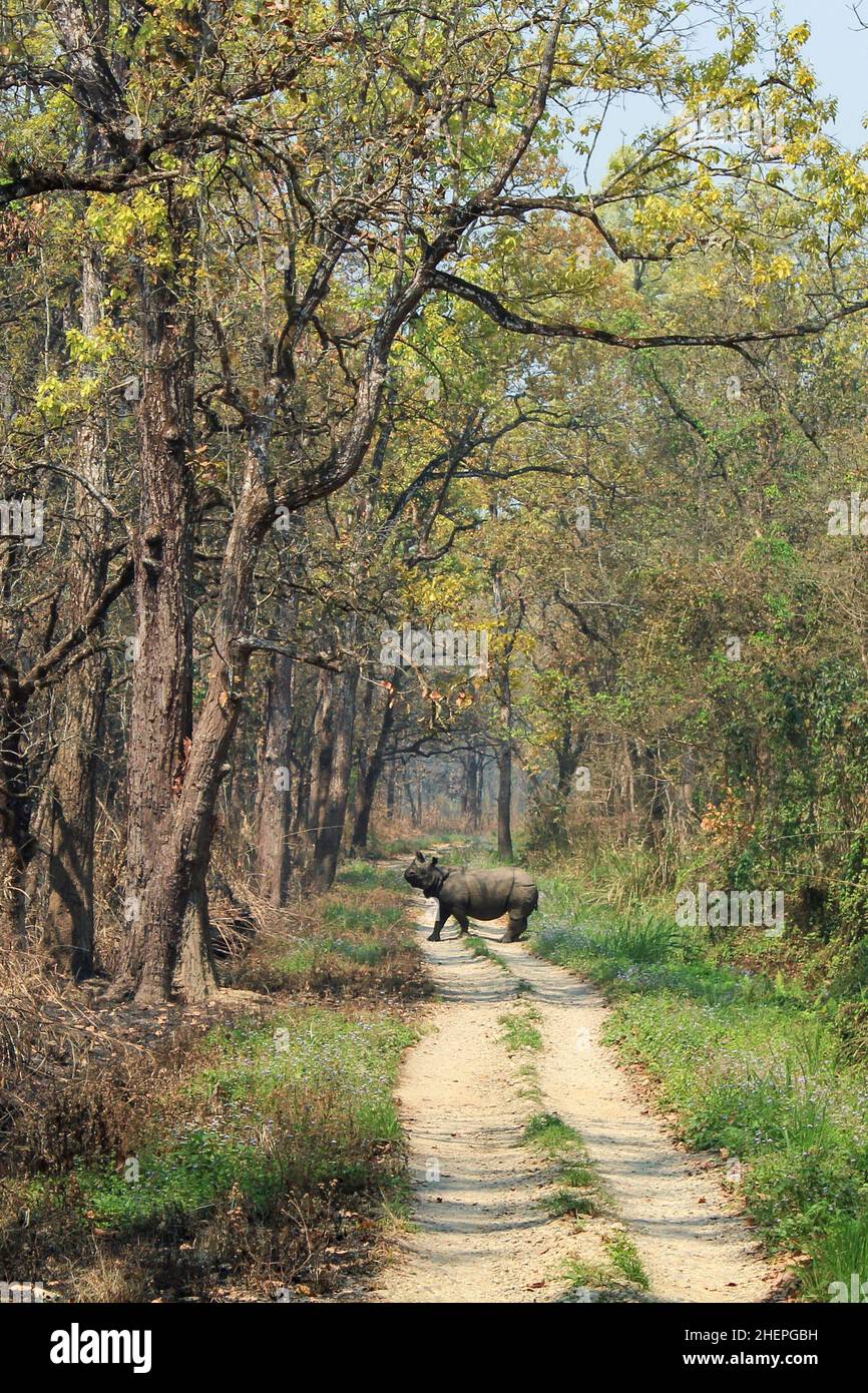 indisches Nashorn im chitwan Nationalpark crossin the Trail Stockfoto