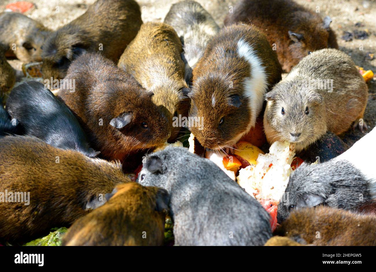 Eine Gruppe von Meerschweinchen (Cavia porcellus), die Früchte essen Stockfoto