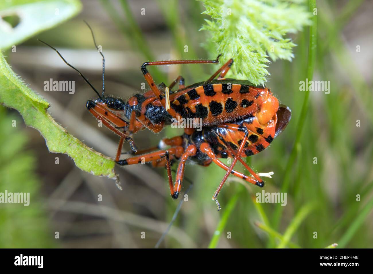 assassin-Käfer (Rhinocoris iracundus, Rhynocoris iracundus), Paarung auf einem Stamm, Deutschland Stockfoto