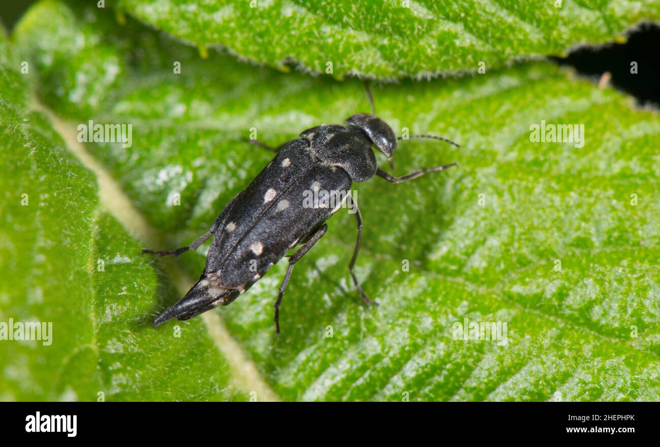 Der taumelnde Blütenkäfer, Pintail-Käfer (Hoshihananomia perlata), sitzt auf einem Blatt, Deutschland Stockfoto