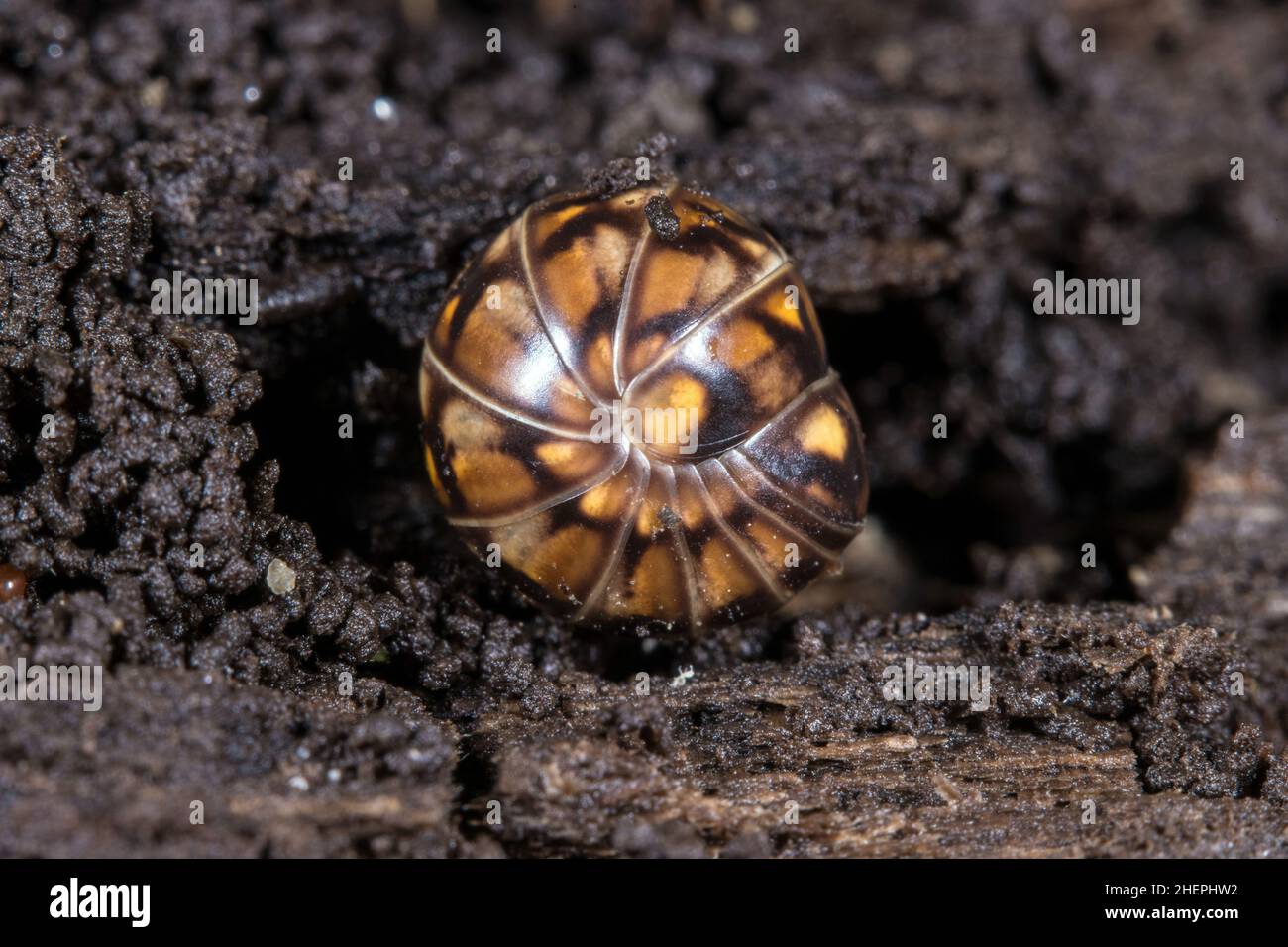 Pille Millipede (Glomeris hexasticha), aufgerollt, Deutschland Stockfoto