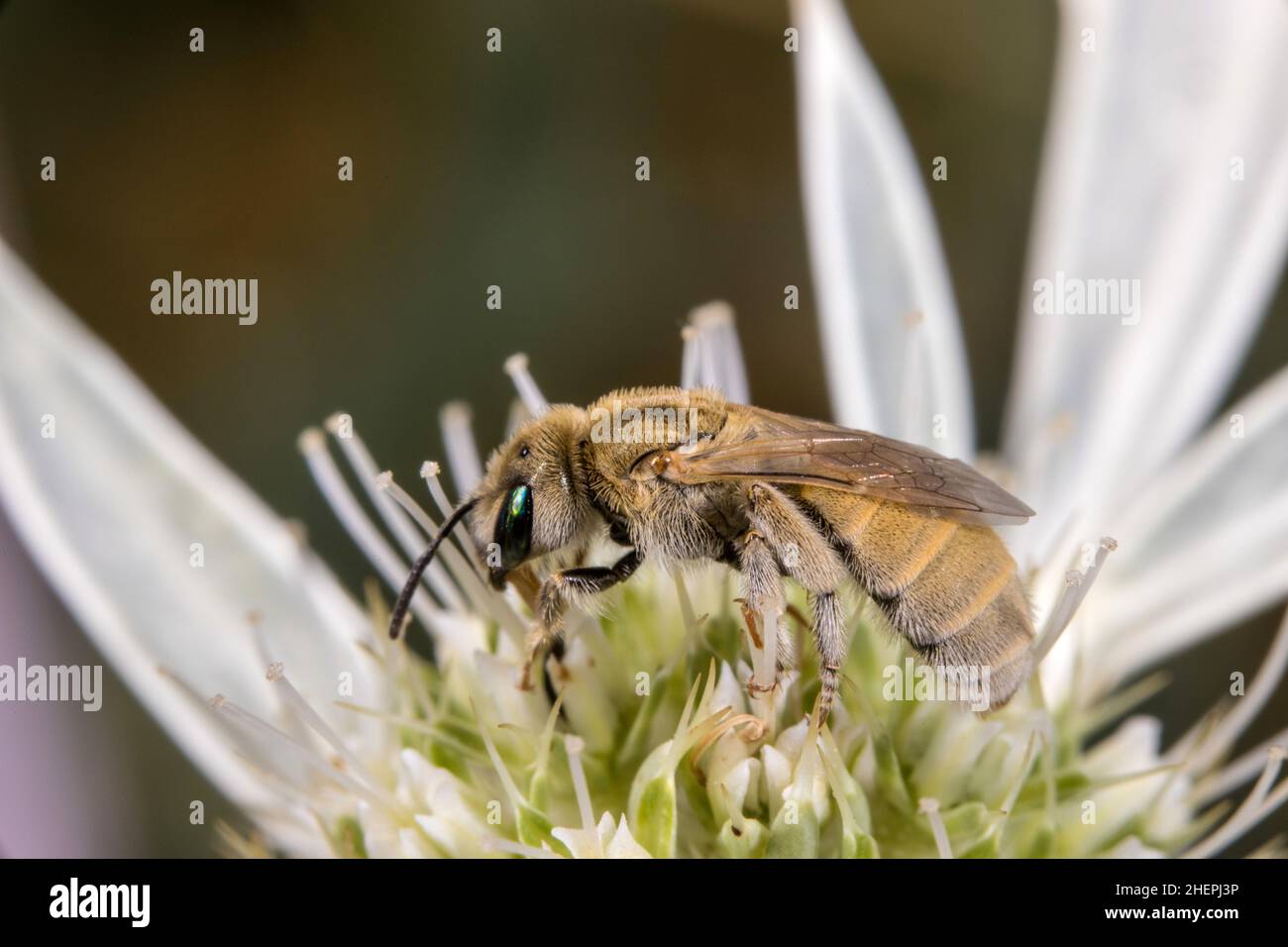 Schweißbiene (Halictus pollinosus), sitzt auf einer Blume, Deutschland Stockfoto