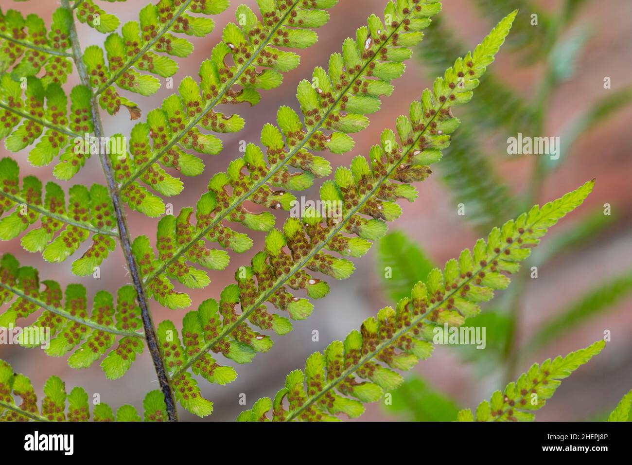 Männlicher Farn, Wurmfarn (Dryopteris filix-Mas), Sporangie auf der Unterseite einer Frondine, Deutschland Stockfoto