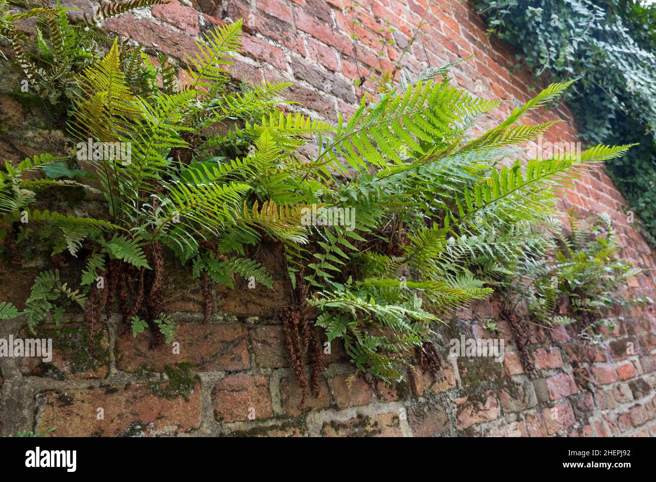 Männlicher Farn, Wurmfarn (Dryopteris filix-Mas), wächst an einer Wand, Deutschland Stockfoto