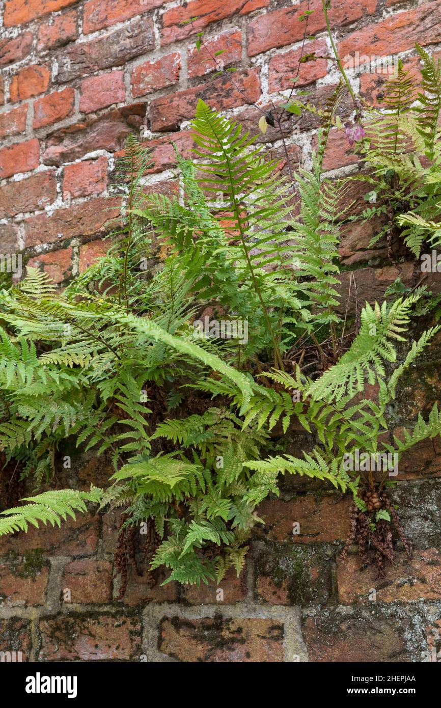 Männlicher Farn, Wurmfarn (Dryopteris filix-Mas), wächst an einer Wand, Deutschland Stockfoto