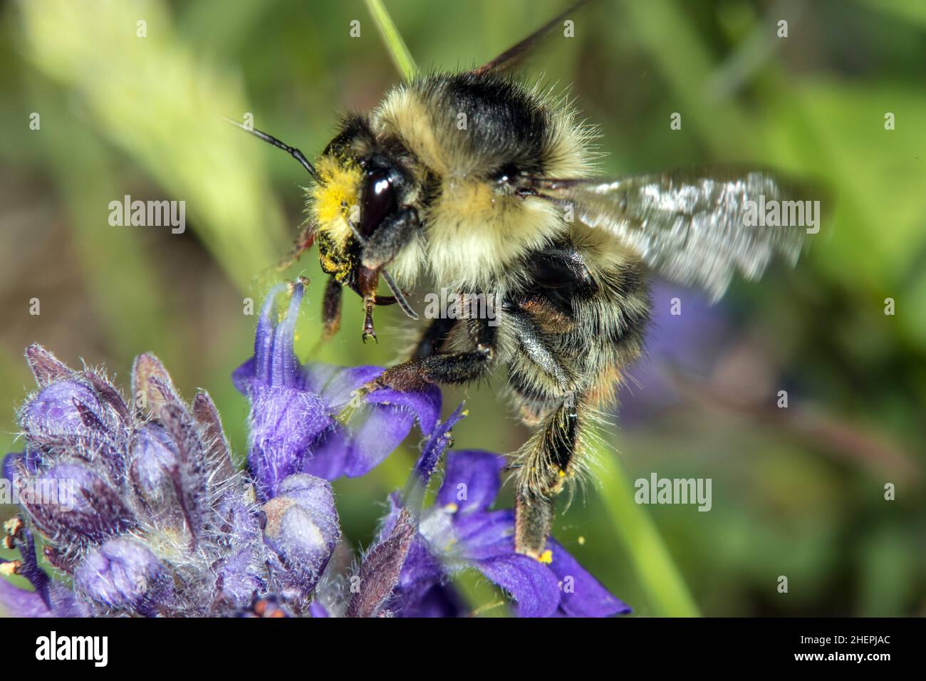 Karpfenbiene, schrille Karpfenbiene (Bombus sylvarum), nähert sich an der Bugleweed, Ajuga, Deutschland Stockfoto