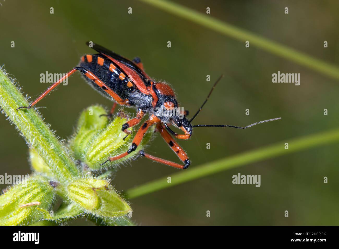 Assassin-Bug (Rhinocoris Iracundus, Rhynocoris Iracundus), auf einem Stiel, Deutschland Stockfoto