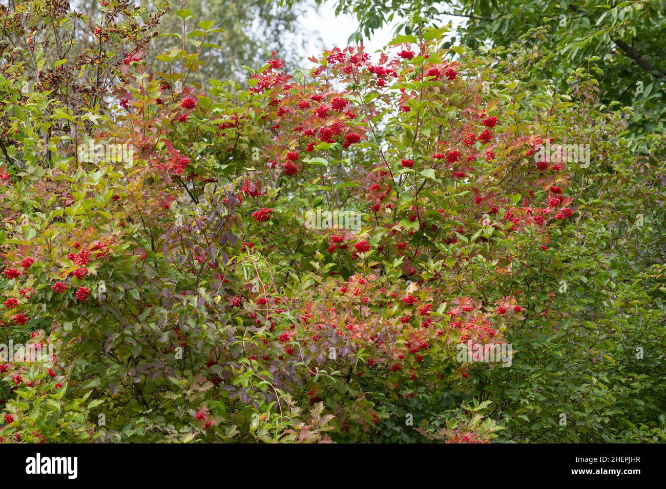Guelder-Rose Schneeball (Viburnum Opulus), mit Früchten, Deutschland Stockfoto