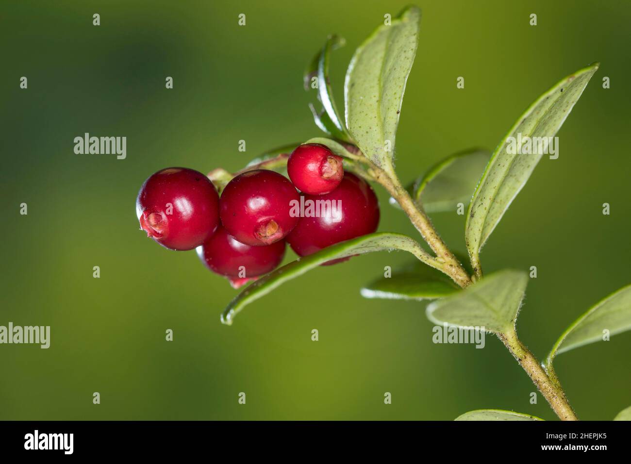 Preiselbeere, Foxberry, Preiselbeere, Berganbeere (Vaccinium vitis-idaea), Frucht auf dem Ast, Deutschland Stockfoto