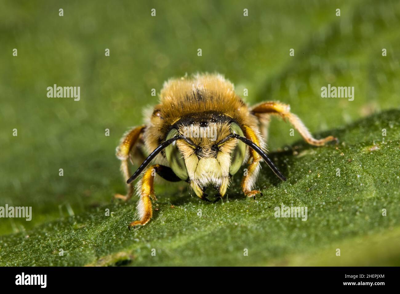 Blätterbiene (Anthidium punctatum), Männchen auf einem Blatt, Deutschland Stockfoto