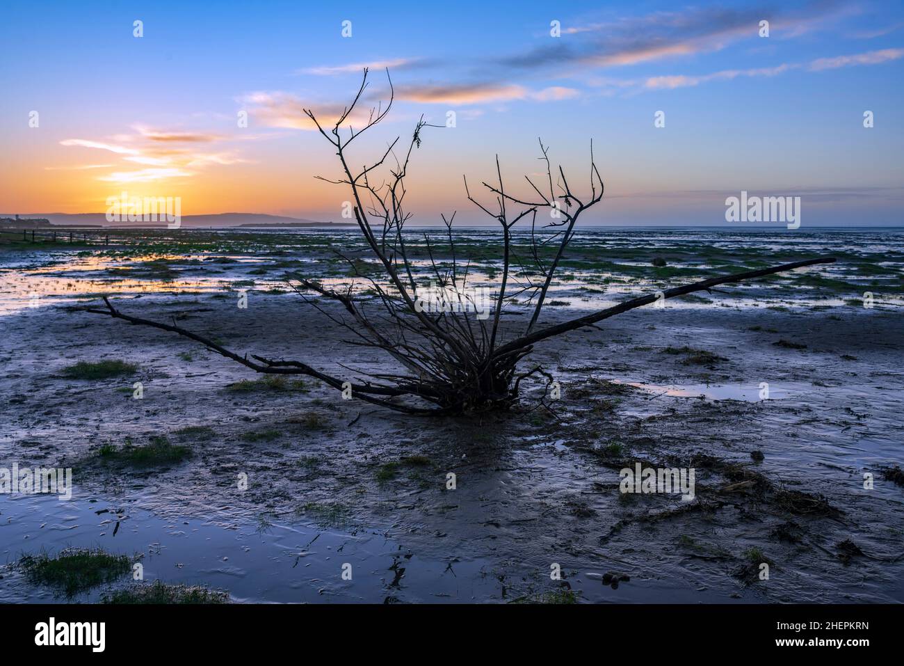 Sonnenuntergang über dem Hoylake Beach am Fluss Dee Estauary mit Blick auf Wales über Hilbre Island. Bush kämpft gegen die Chancen, zu überleben. Stockfoto