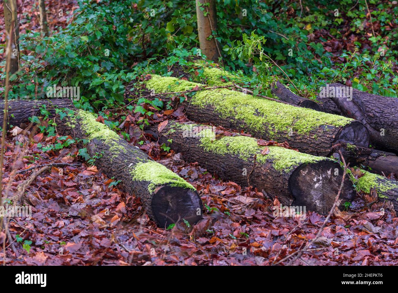 Moos bedeckte gefällte Baumstämme auf dem Waldboden. Stockfoto