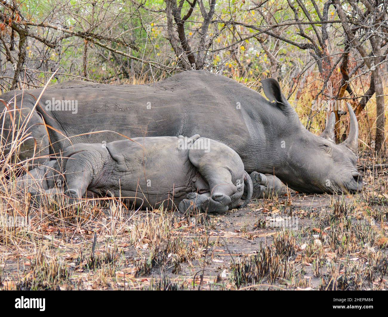 Mutter Nilpferd und kleines Baby Nilpferd, das sich ausruhte und schlief Stockfoto