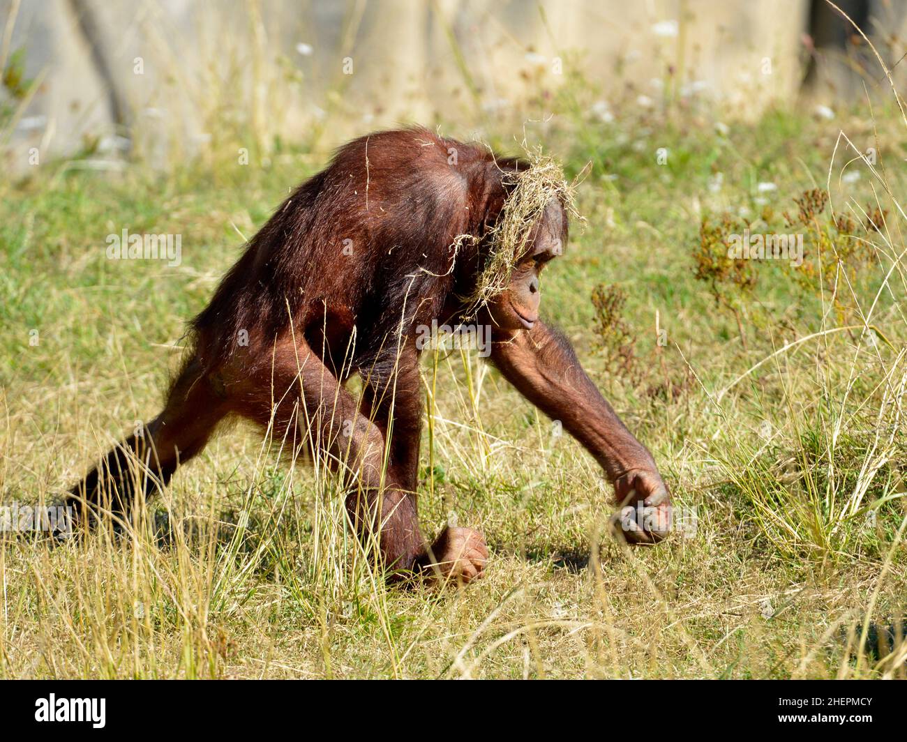 Junger Orang-Utan (Pongo pygmaeus), der mit Gras auf dem Kopf läuft Stockfoto