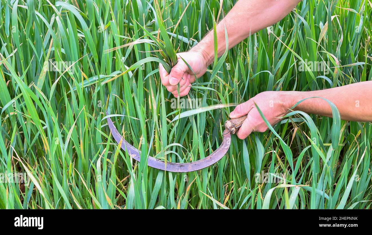 Die Hände des Bauern schneiden mit einer Sichel-Nahaufnahme grüne Triebe aus Gras. Hintergrund. Stockfoto