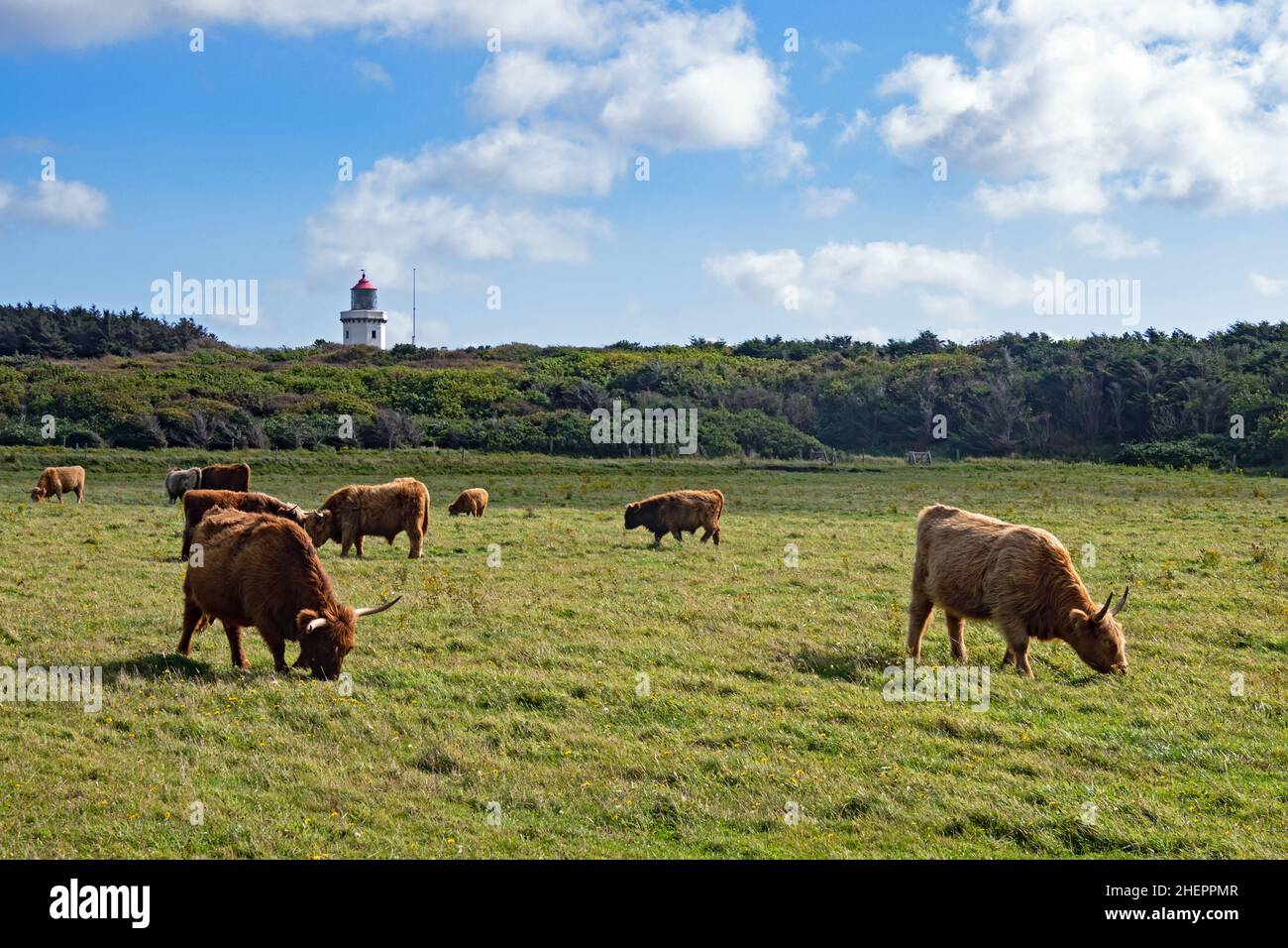Eine Rinderherde, die vor dem Leuchtturm von Hanstholm in Dänemark grast Stockfoto