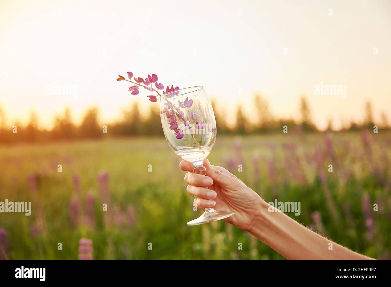 Frau Hand hält ein Glas mit lupinus in der Wiese bei Sonnenuntergang. Wellness und natürliches Konzept. Adaptogenes ayuverdic Drink-Konzept. Bewusster Konsum. Stockfoto