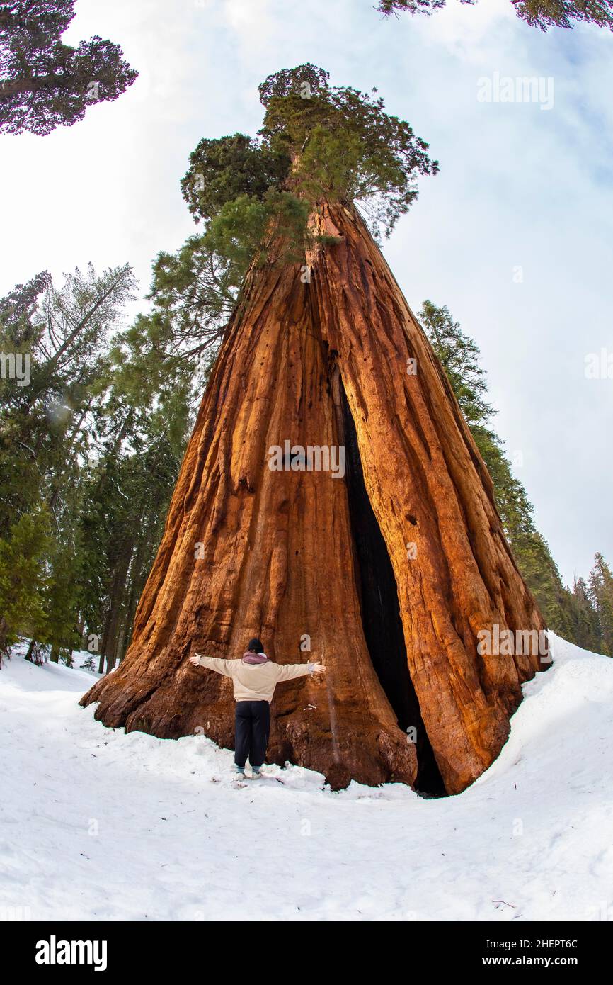 Großer Mammutbaum im Winter im Mammutbaum-Nationalpark, USA Stockfoto