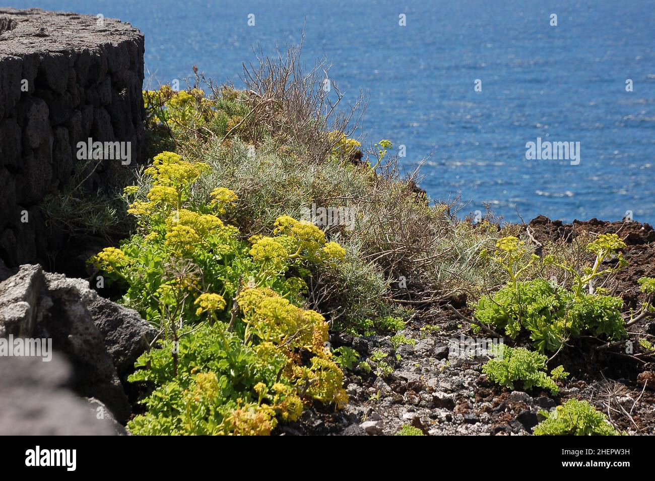 Riesiger Fenchel (Ferula communis) bei Salinas de Fuencaliente an der Südspitze von La Palma, Kanarische Inseln, Spanien. Stockfoto