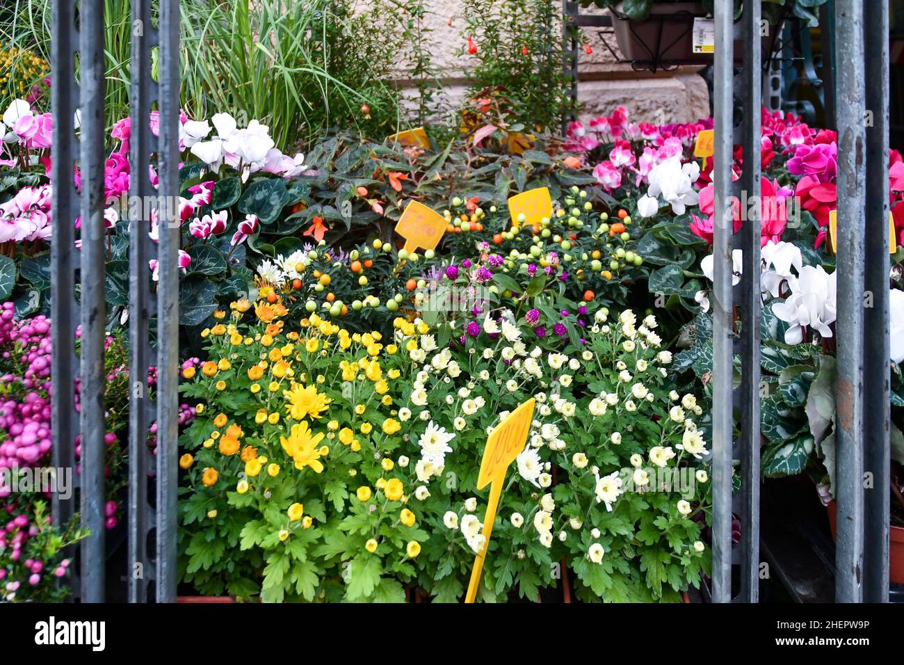 Blühende Pflanzen außerhalb des orientalischen Marktes von Genua, Ligurien, Italien Stock photo Stockfoto